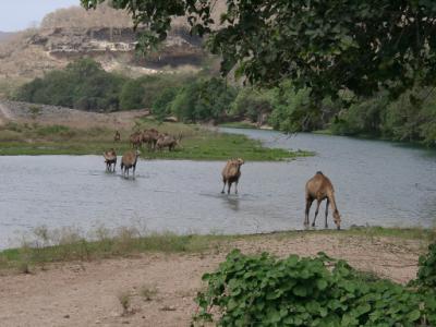 Wadi near Taqa